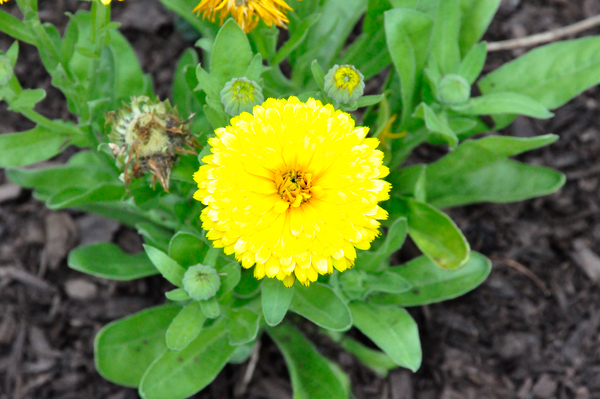 flower in Bartlett Arboretum